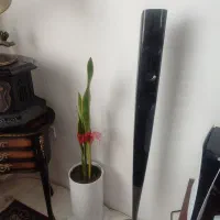 سینمای خانواده ترتمیز