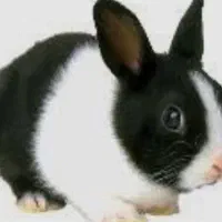 سلام خرگوش برای فروش