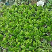 گل و گیاه اپارتمانی ،فروش عمده،مستقیم از گلخانه|گل و گیاه طبیعی|ماسال, |دیوار
