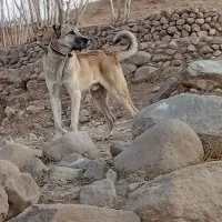 سگ‌‌سرابی|سگ|اسکو, |دیوار