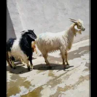 گوسفند