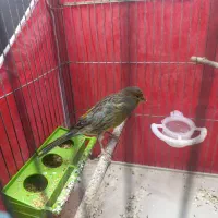 قناری سبز چمنی نر