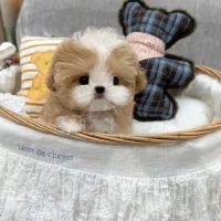 میکرو مالتی