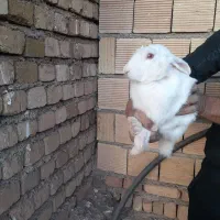 خر گوش پنج ماه نر