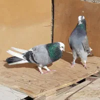 کبوترای پرشی قیمت تومتن نوشتم بخانید