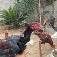 مرغ و خروس لاری