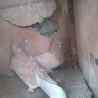 زردطلای دم سفید|پرنده|تهران, وردآورد|دیوار