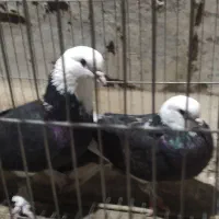 جفت شازده سیاه