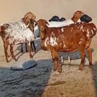 گوسفند و ثلال