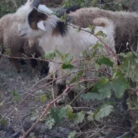 بزغاله. بیگ|حیوانات مزرعه|اردل, |دیوار