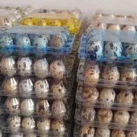 تخم بلدرچین برند ویژن|خوردنی و آشامیدنی|بهارستان, |دیوار