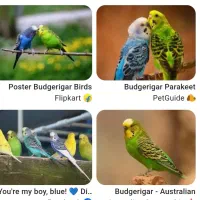 یک مرغ عشق توی محدوده شفق پیدا شده