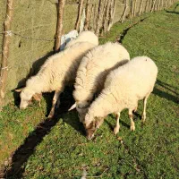 گوسفندان جوان چاق و چله حدود ۴۰ کیلویی