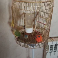 پرنده و قفس