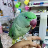 ماده شاه طوطی اسکندر بالغ