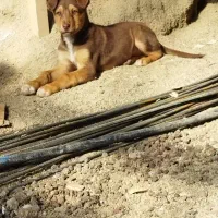 واگذاری توله سگ ۳ماهه|سگ|بروجرد, |دیوار