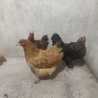 مرغ تخم گذار