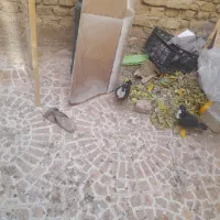 کبوتر|پرنده|یزد, |دیوار