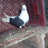 چند کبوتر  طوقی