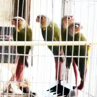 گرینچیک اناناسی ۴ماهه باتست