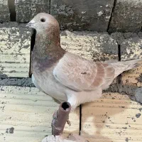 ۴ تا کفتر نر جوون زرنگ به شرط پرش مال کازرون