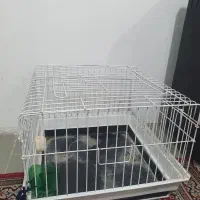 خرگوش با قفس