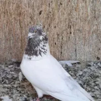 کفنر یه جایی ۶۰ تا