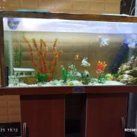 آکواریوم زیبا|ماهی|نورآباد, |دیوار