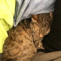 گربه دی اس اچ شیش ماهه