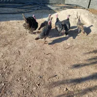 فروش بوقلمون گوشتی