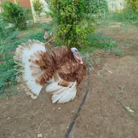 بوقلمون