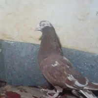 کبوتر تهرانی|پرنده|بروجرد, |دیوار