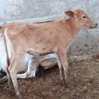 گاو گوساله گوسفند بز بره گاومیش درشادگان|حیوانات مزرعه|شادگان, |دیوار