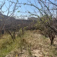 باغچه ویلایی استثنایی|فروش زمین و ملک کلنگی|ماهدشت, |دیوار