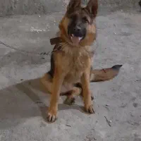 ژرمن ورک اصیل