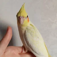 عروس هلندی|پرنده|محمدشهر, محمدشهر|دیوار