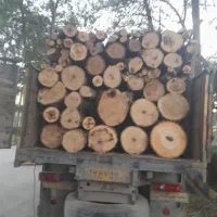 باغبانی درختکاری|خدمات باغبانی و درختکاری|کامیاران, |دیوار