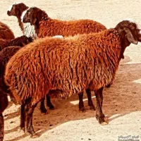 فروش دام زنده حضوری گوسفند و تلفنی اینترنتی