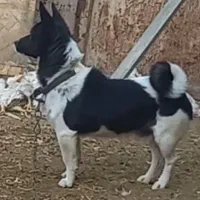 پاکوتا