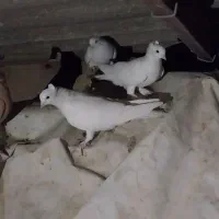 کفتر کاکلی پرپا