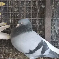 چند جفت نر و ماده