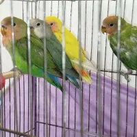 جوجه طوطی برزیلی