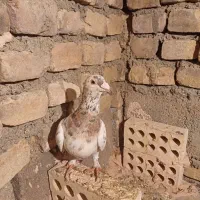 کبوتر|لوازم جانبی حیوانات|سبزوار, امیر کبیر|دیوار