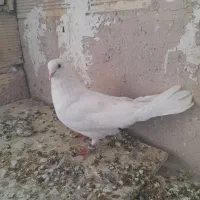 7 تا کبوتر پر