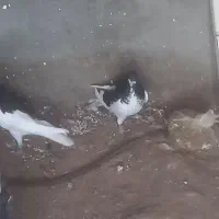 کبوتر|پرنده|زبرخان, |دیوار