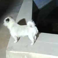 سگ شیتزو پاکوتاه