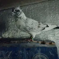 9عدد گرفته همه باهم