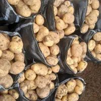 سیب زمینی درجه یک|عمده‌فروشی|قیدار, |دیوار