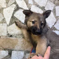 سگ ژرمن|سگ|رشت, بیجارپس|دیوار