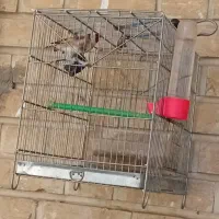 فنچ بنگالی.سهره ماده|پرنده|کرمانشاه, |دیوار